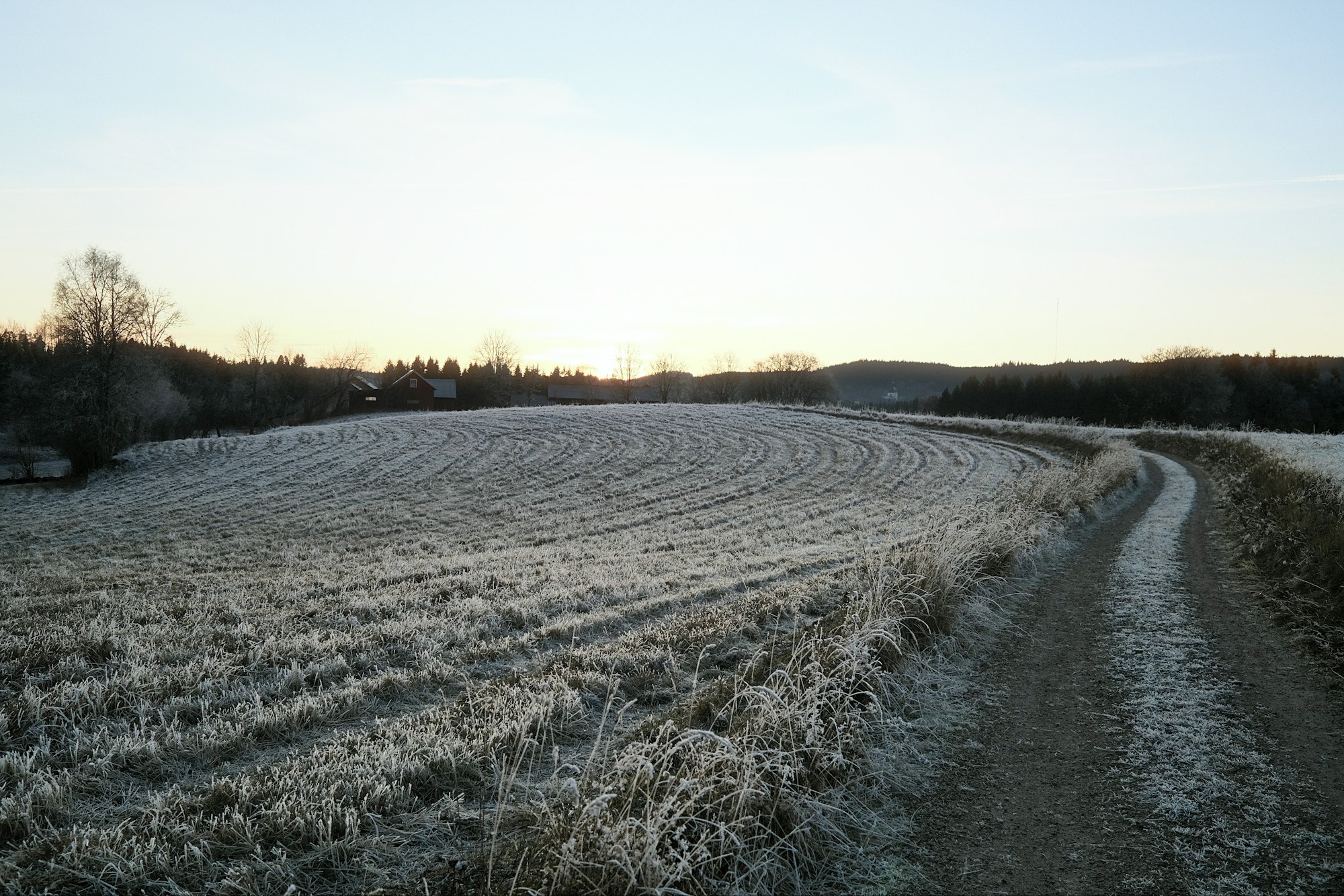 A path through trees