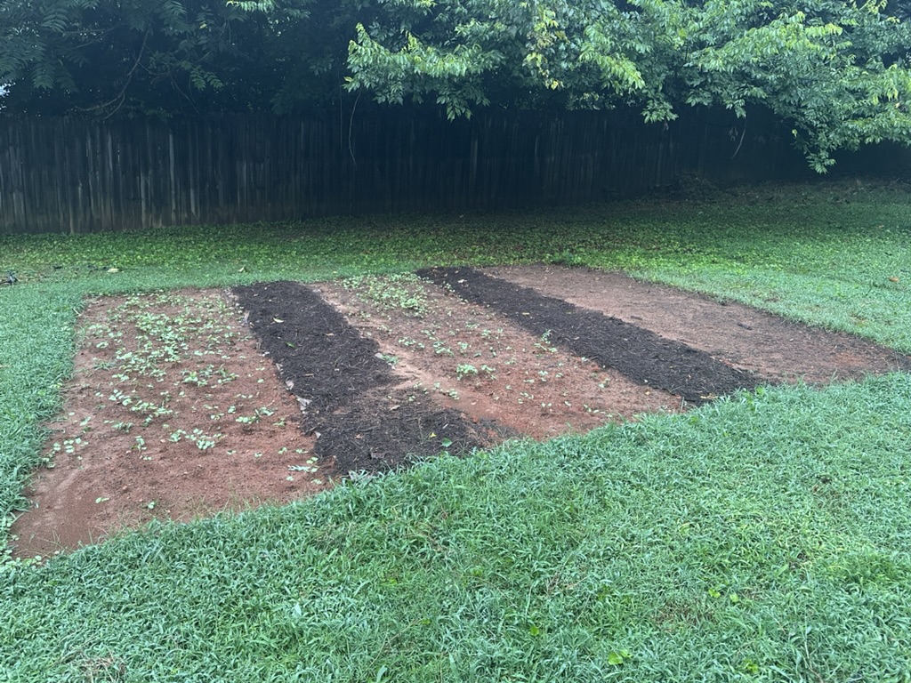 Buckwheat and weeds sprouting in the beds, August 18